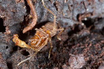 Media type: image;   Invertebrate Zoology 138126